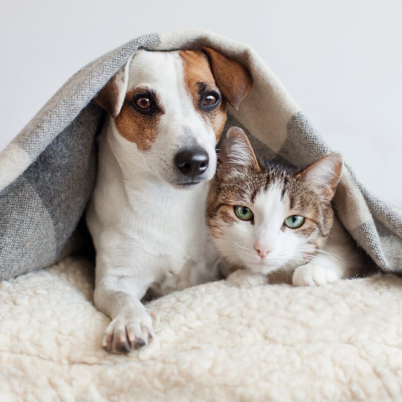 About Fishers Animal Hospital