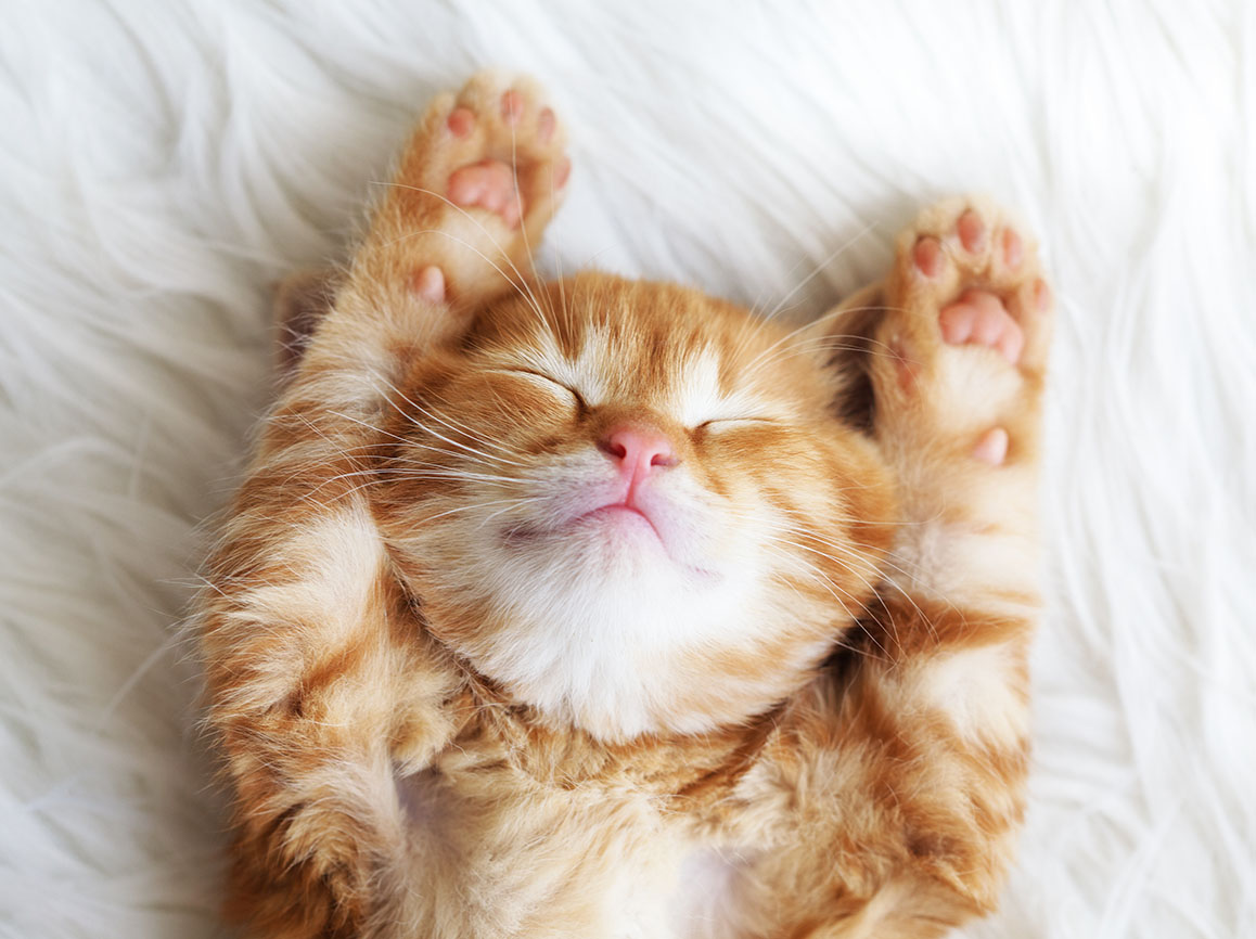 Cat Wellness Exams in Cranberry Township banner