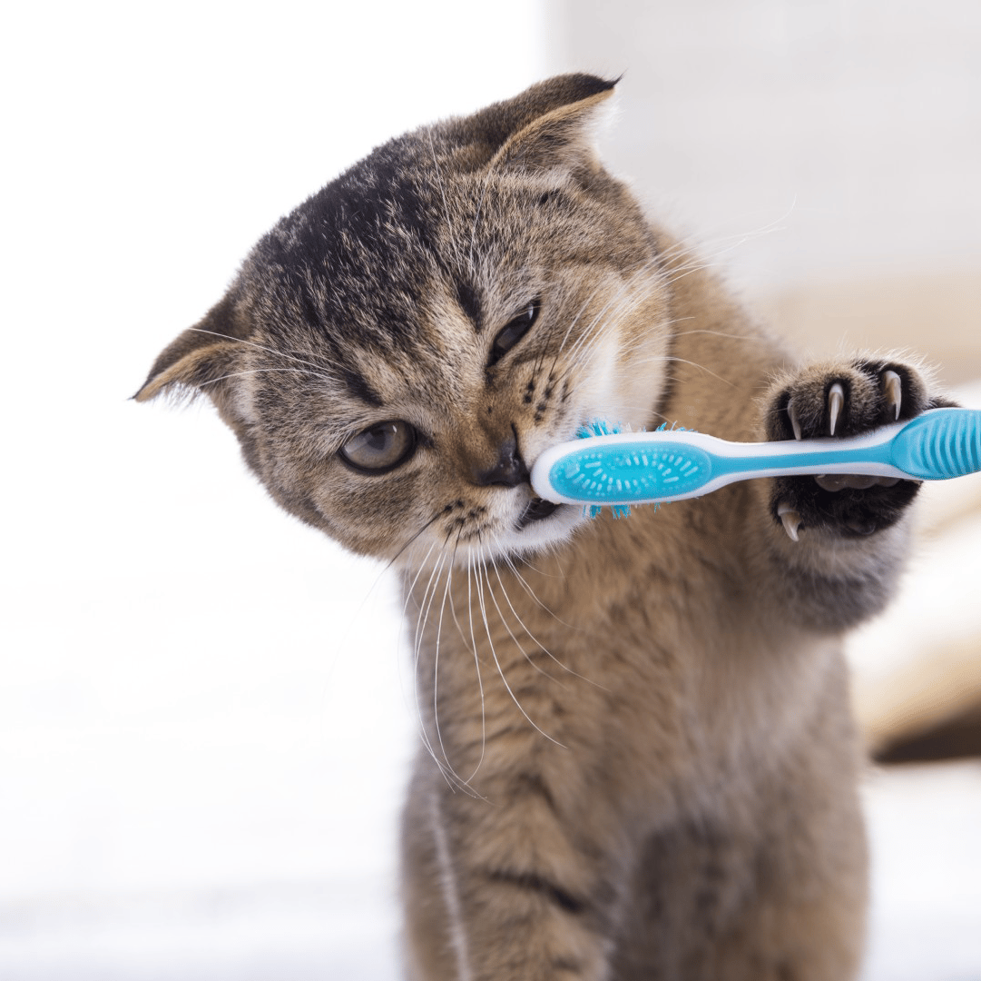 Cat-Dental-Care-Page-Banner-cropped