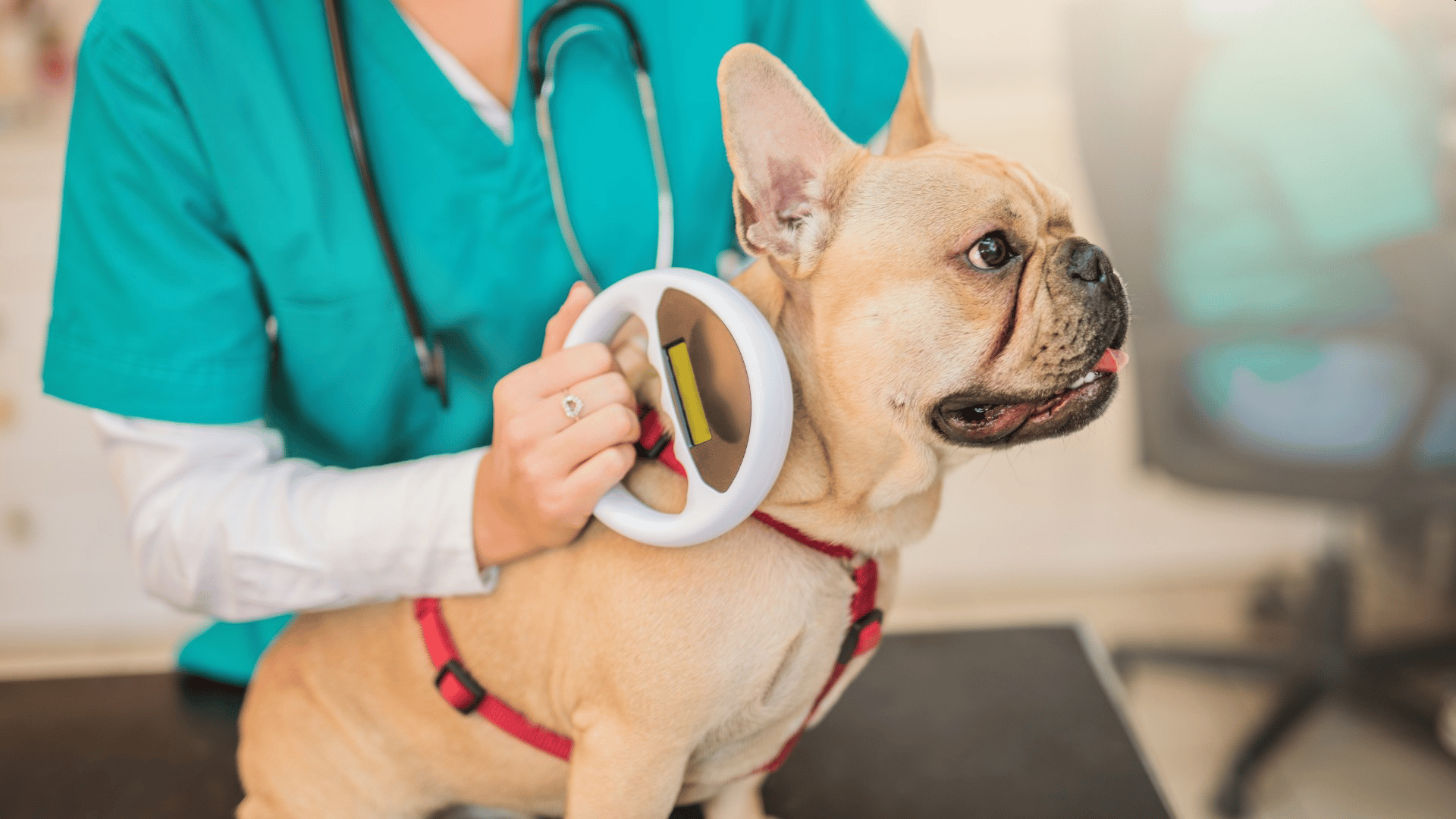 Dog-Microchipping-Page-Banner