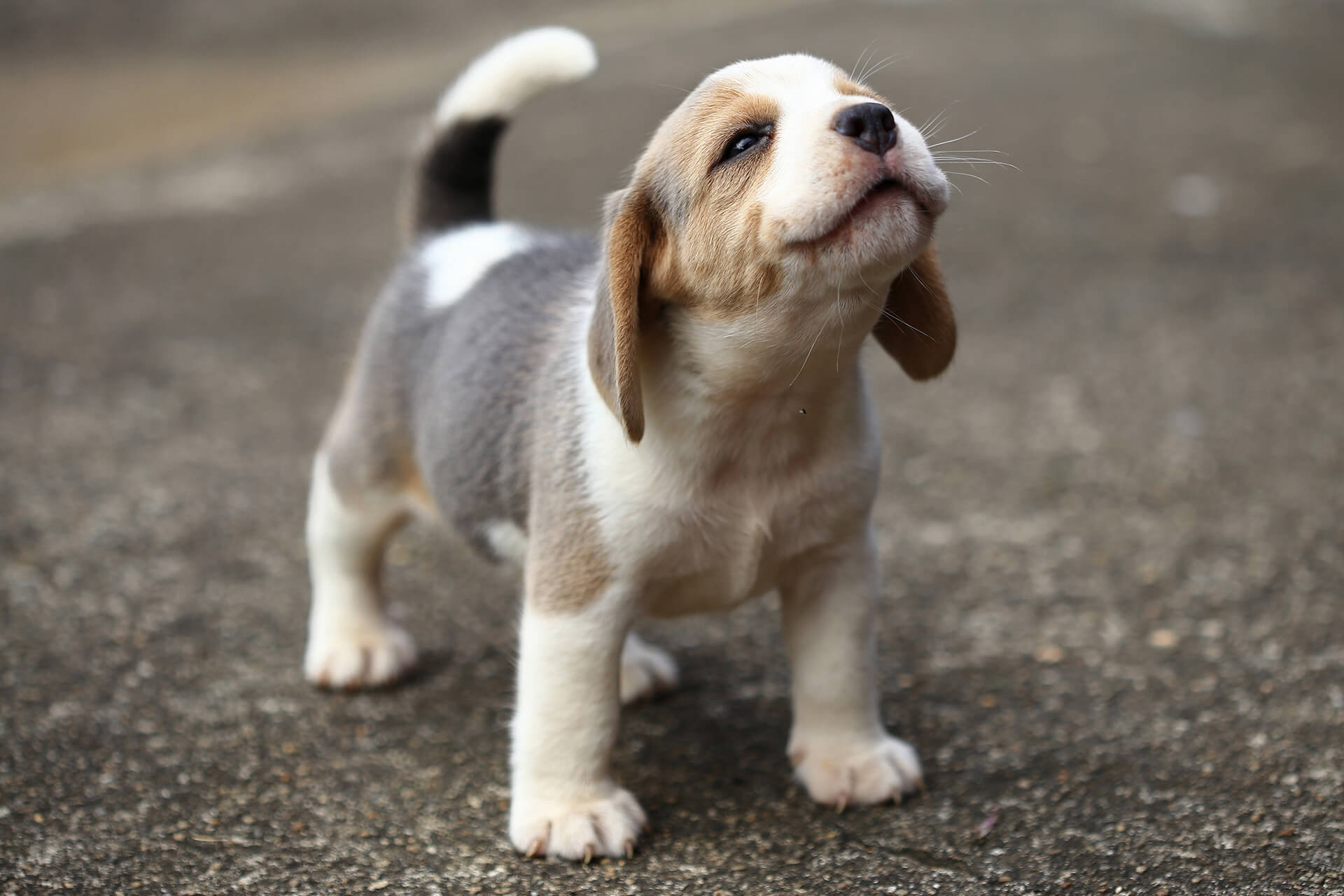 Essential Vaccines Recommended for Puppies and Dogs