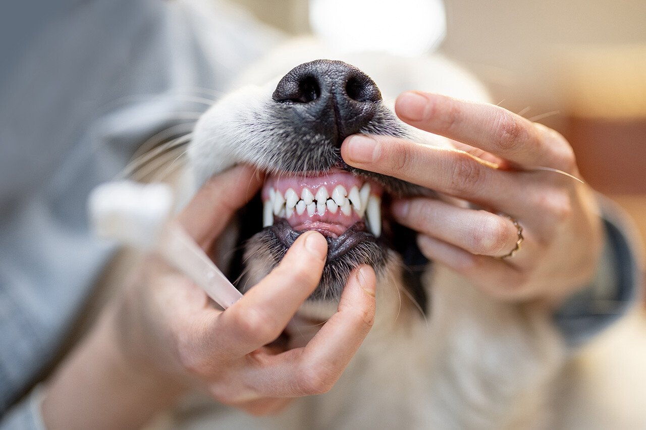 How to Prepare Your Pet for a Dental Exam