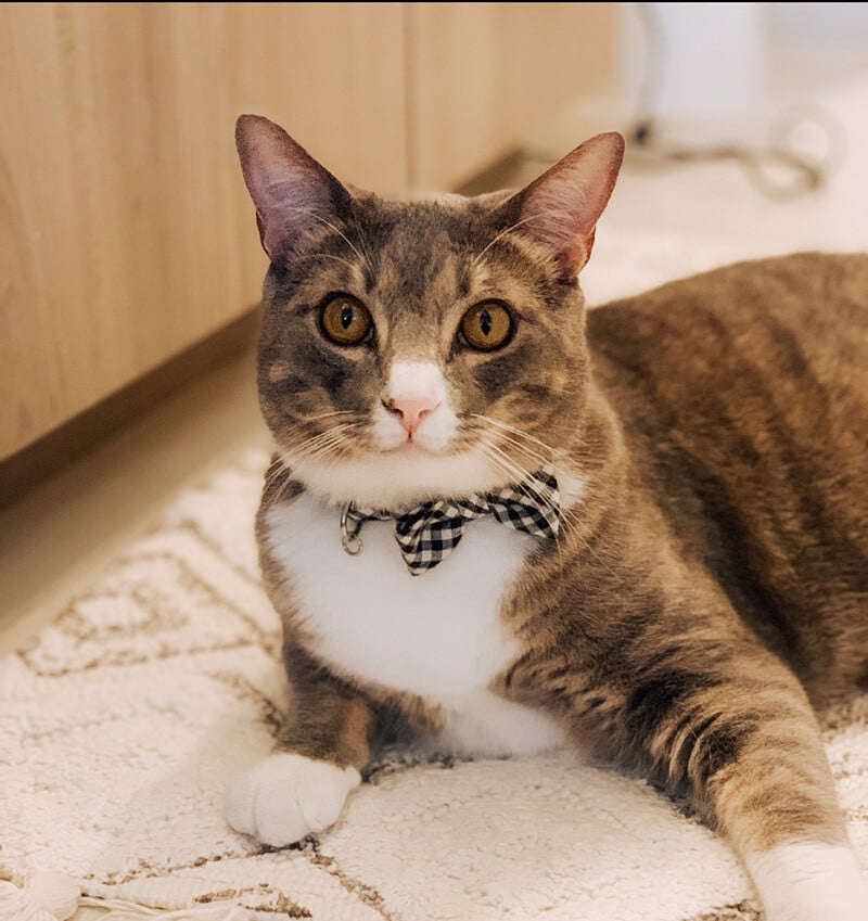 brown-kitty-with-bow