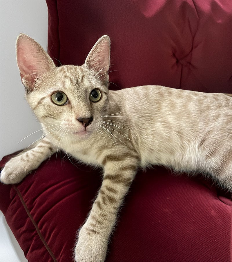 kitten-on-red-cushion
