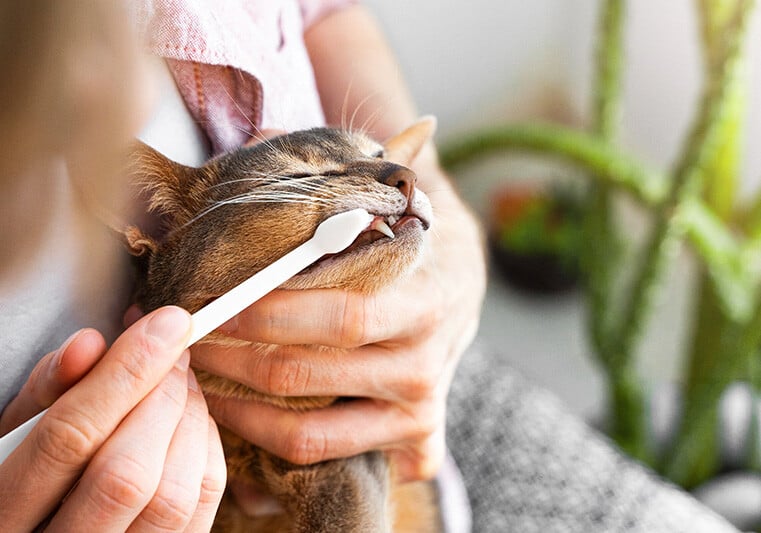The Importance of Dental Care