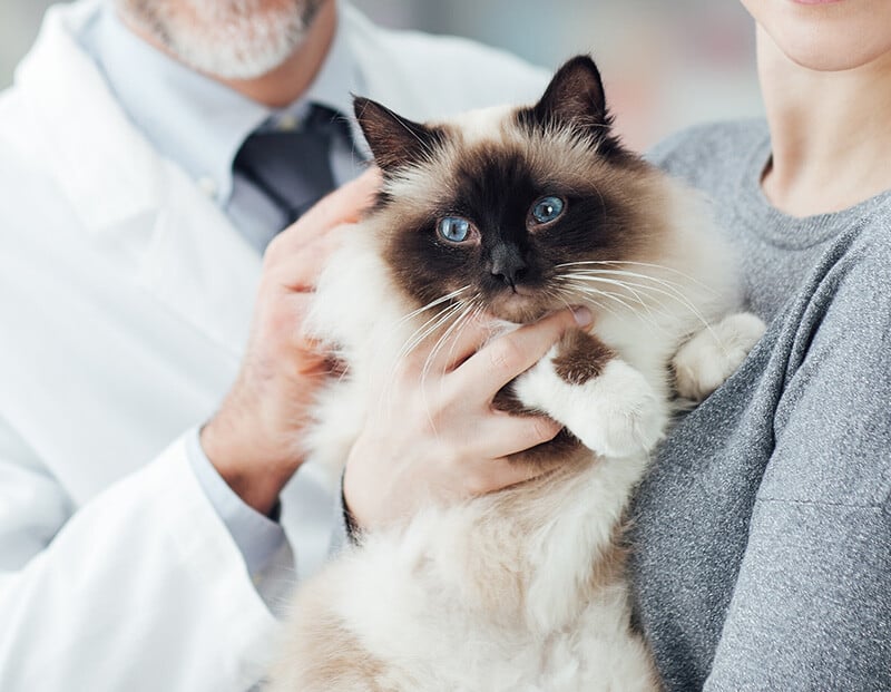 We Care for Pets Like They’re Part of Our Family
