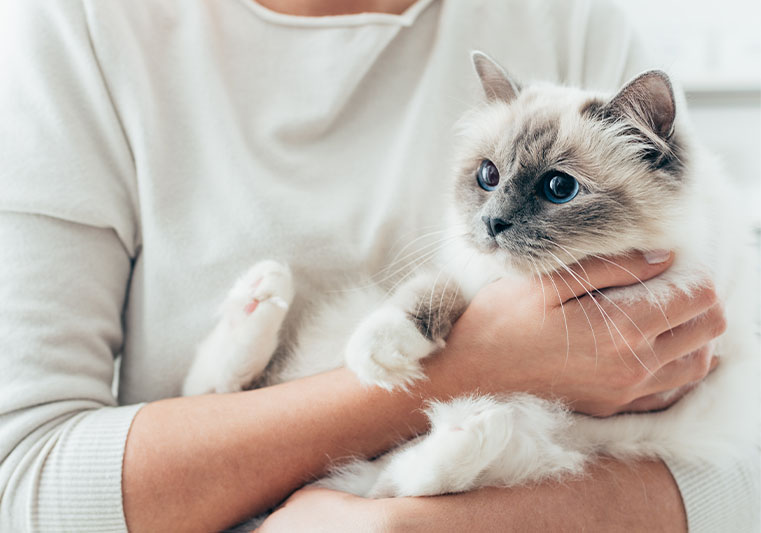 What to Expect During Your Cats Wellness Exam