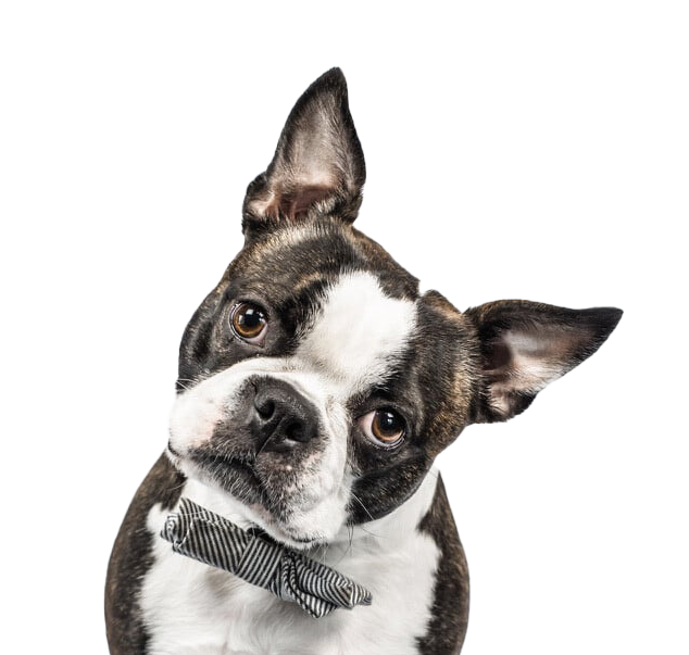 boston-terrier-transparent-bg-short