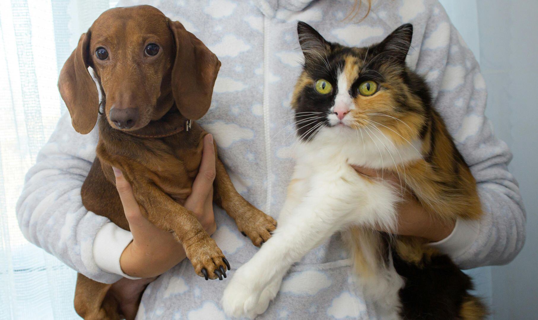 catdog