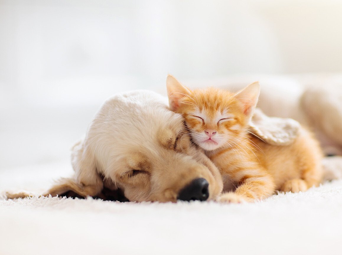 dog and kitten-homebanner