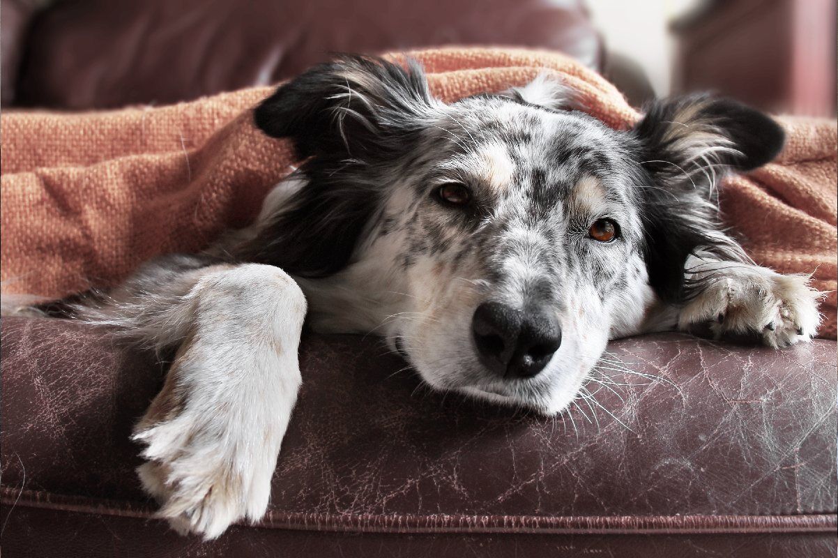dog resting 2
