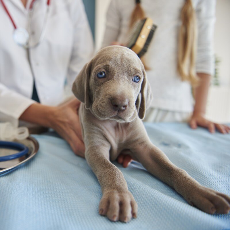 dogvaccinations