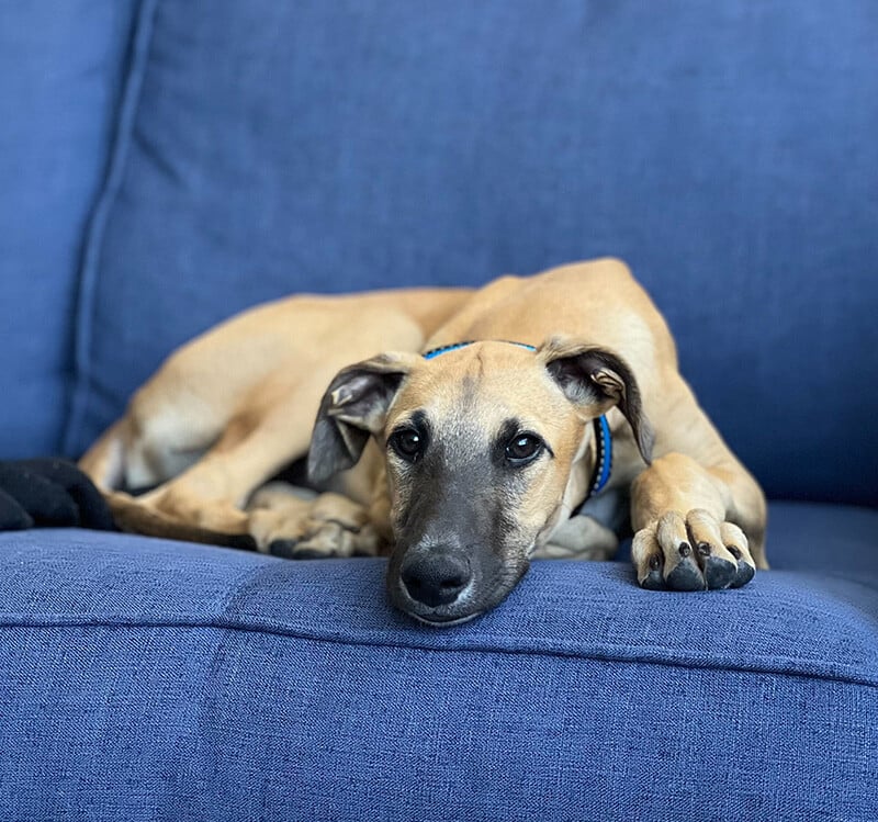 hannahs-puppy-1