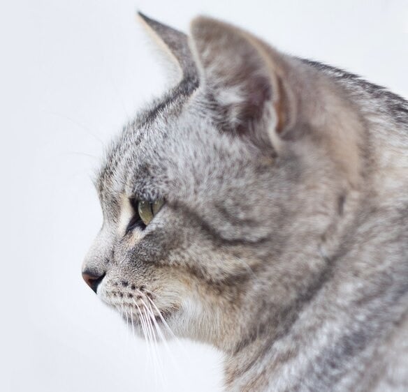 kingcatimage