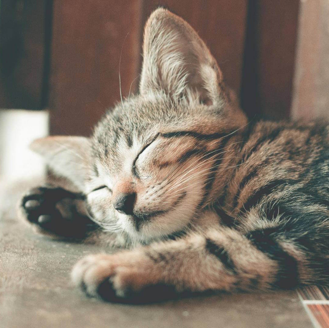 kitten2 (1)