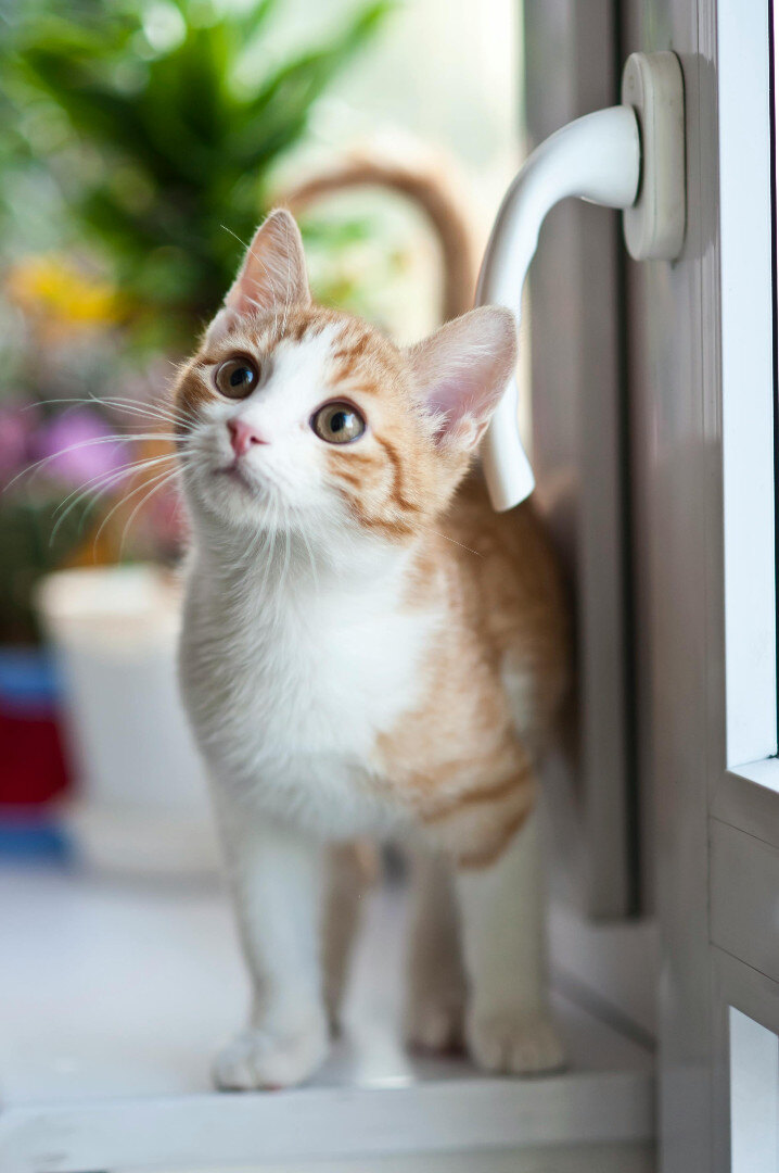 kitten3