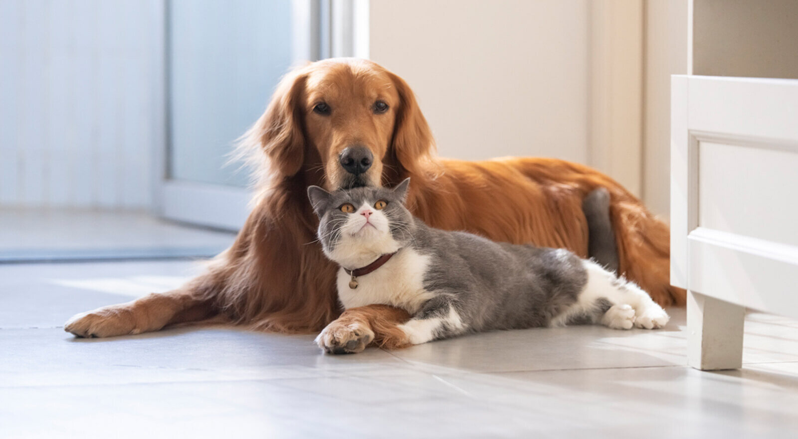 banner-cat-dog