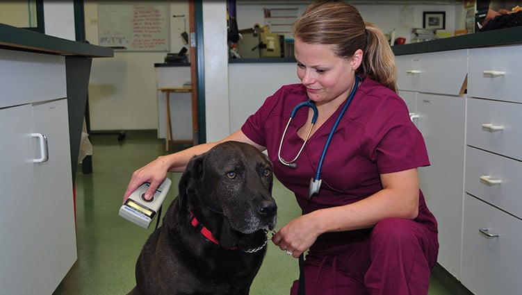 pet-microchipping-1