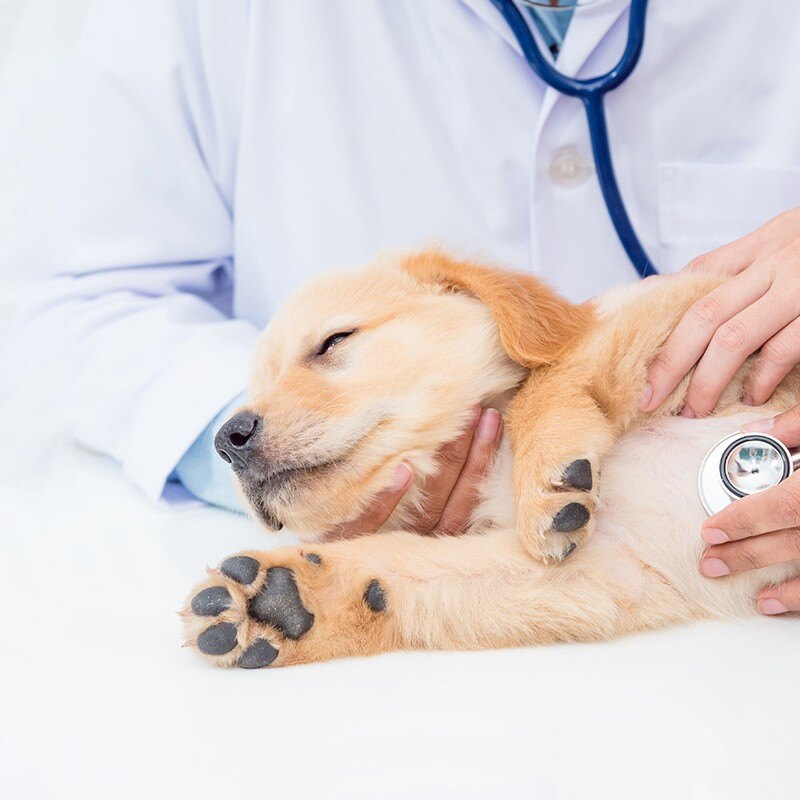 puppy exam in exam rood (1)