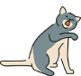 Gray Cat