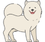 White Dog
