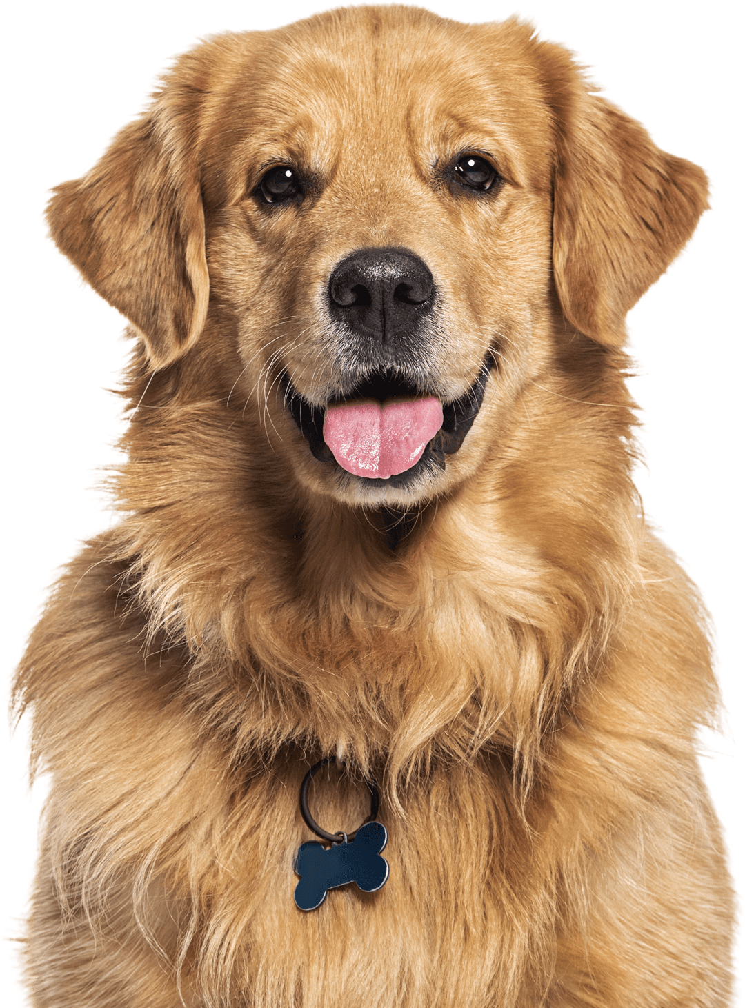 Golden Retriever sitting