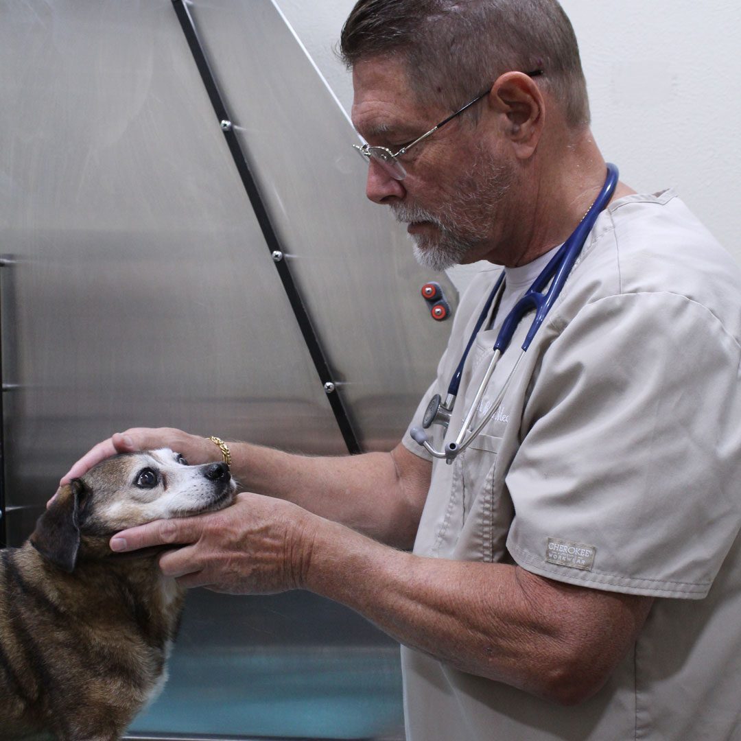 male veterinarian examining a small dog
