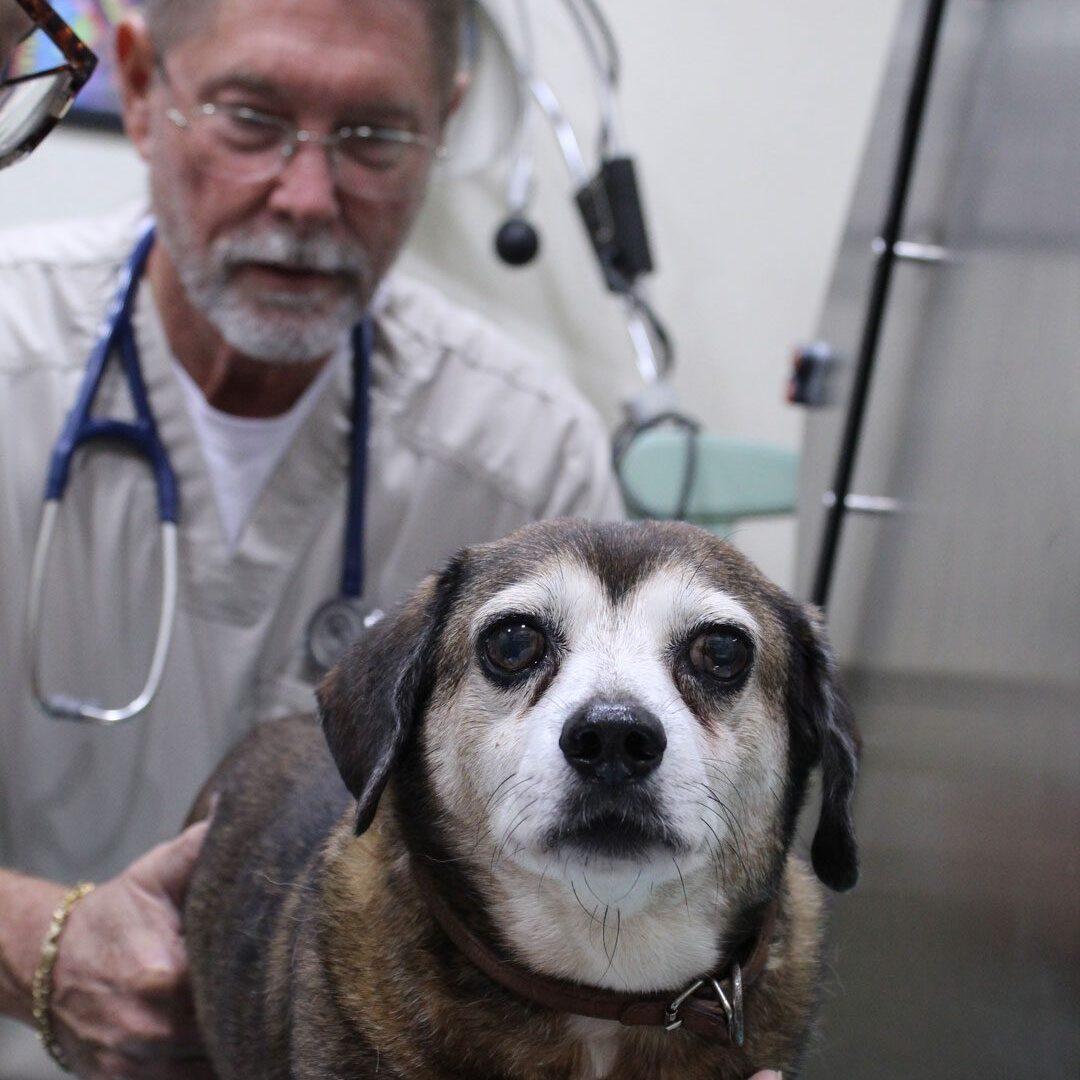 male veterinarian with dog