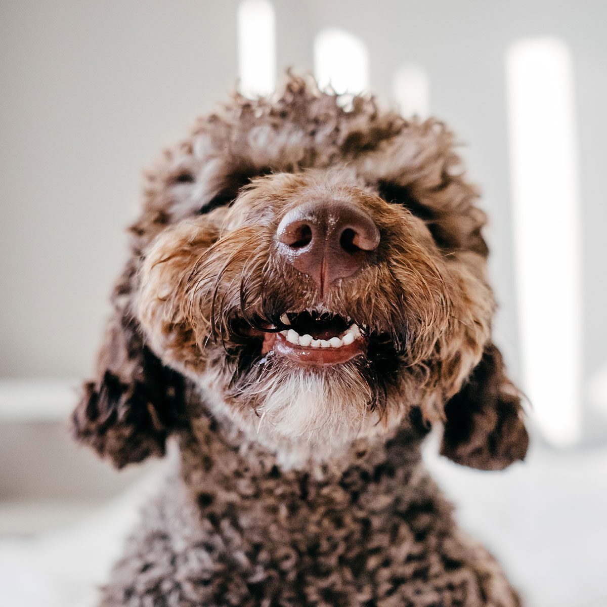 brown dog with curly fur smiling while playing with owner at home