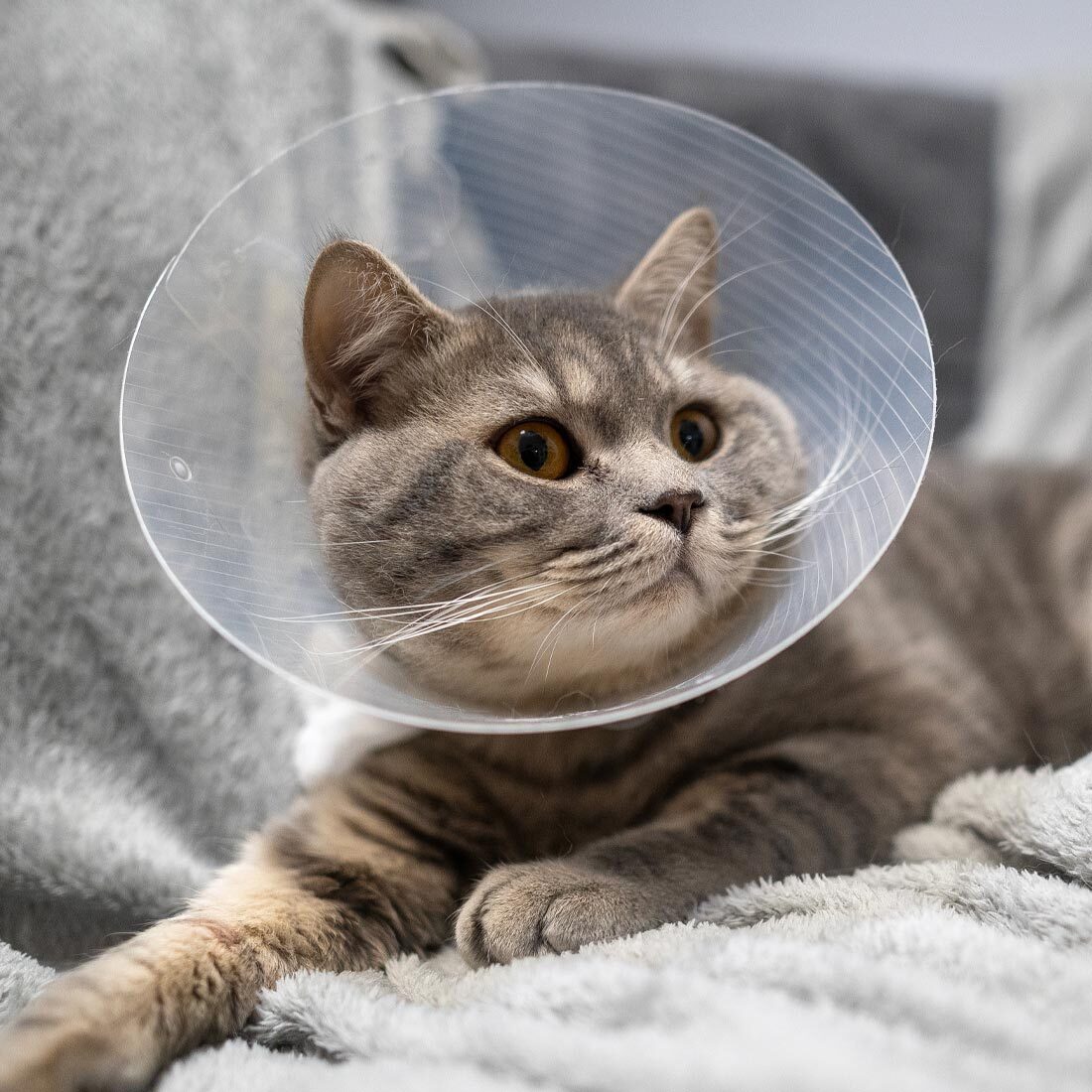 brown striped cat lying on blanket indoors and wearing a plastic clear cone