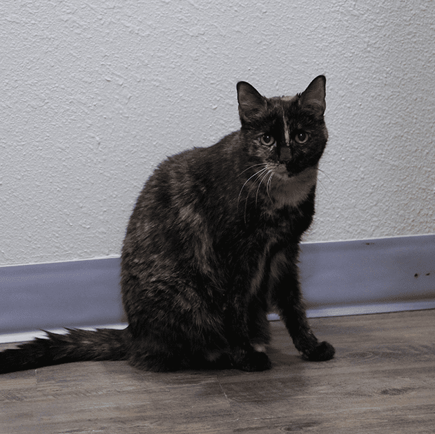 Calico Cat Sitting