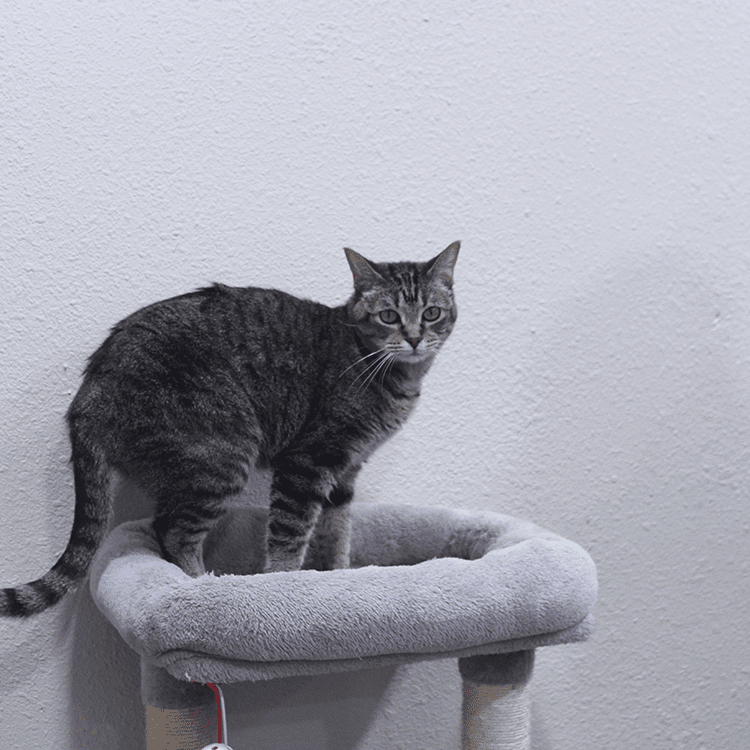 Cat On Tree
