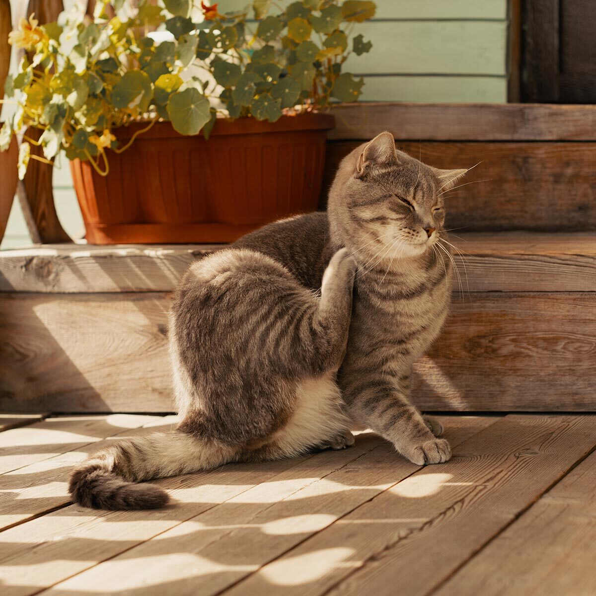 itchy grey striped tabby cat scratching at back of head outdoors