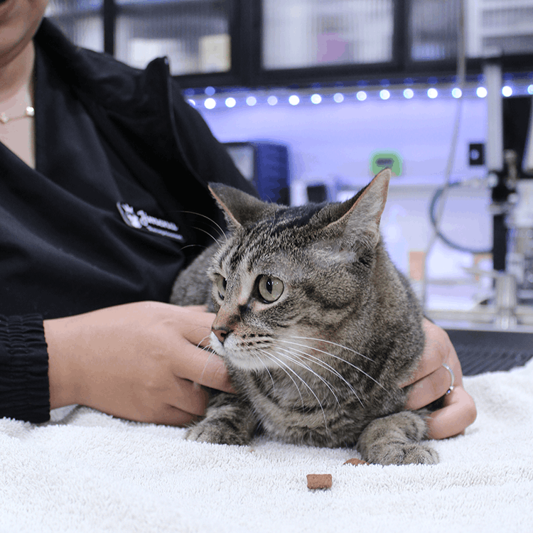 Cat With Treat