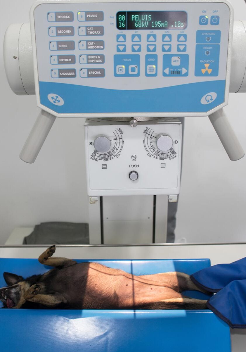 veterinary technician wearing lead gloves and holding black chihuahua's legs during x-ray