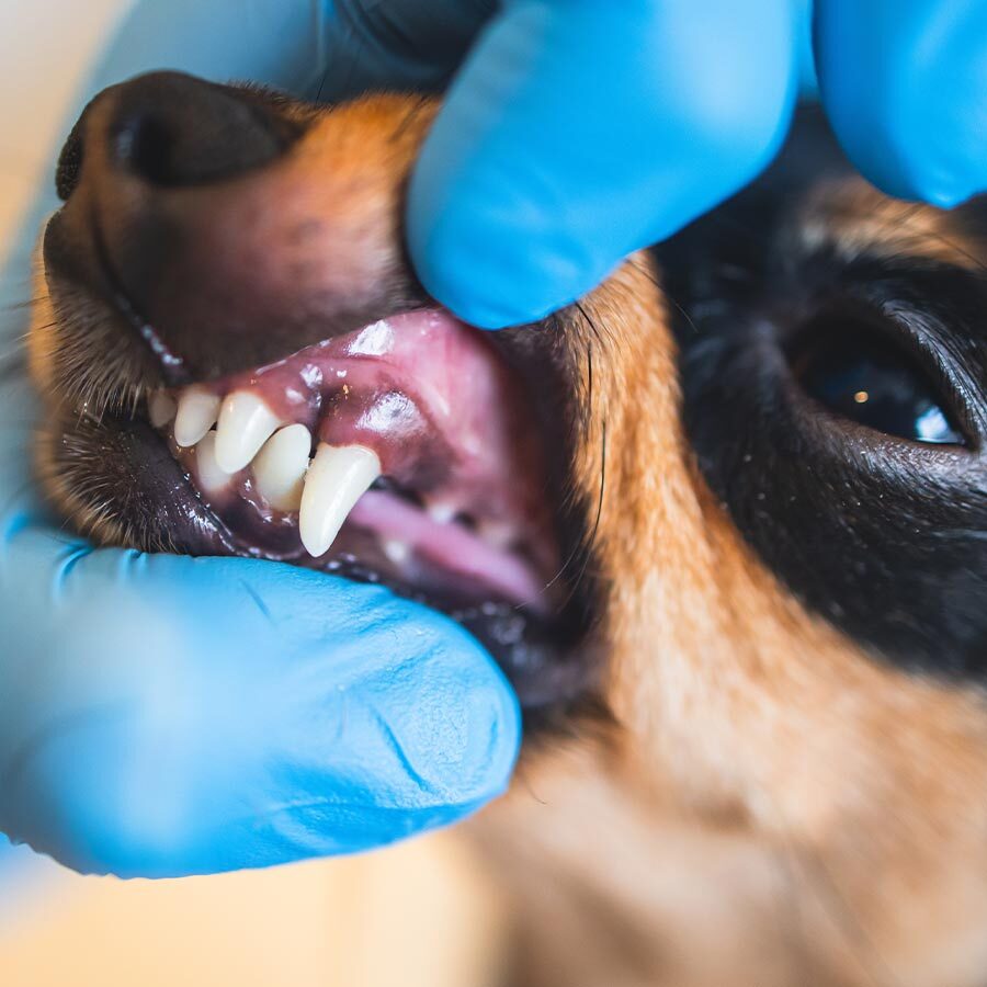 close up of small dog's teeth and gums