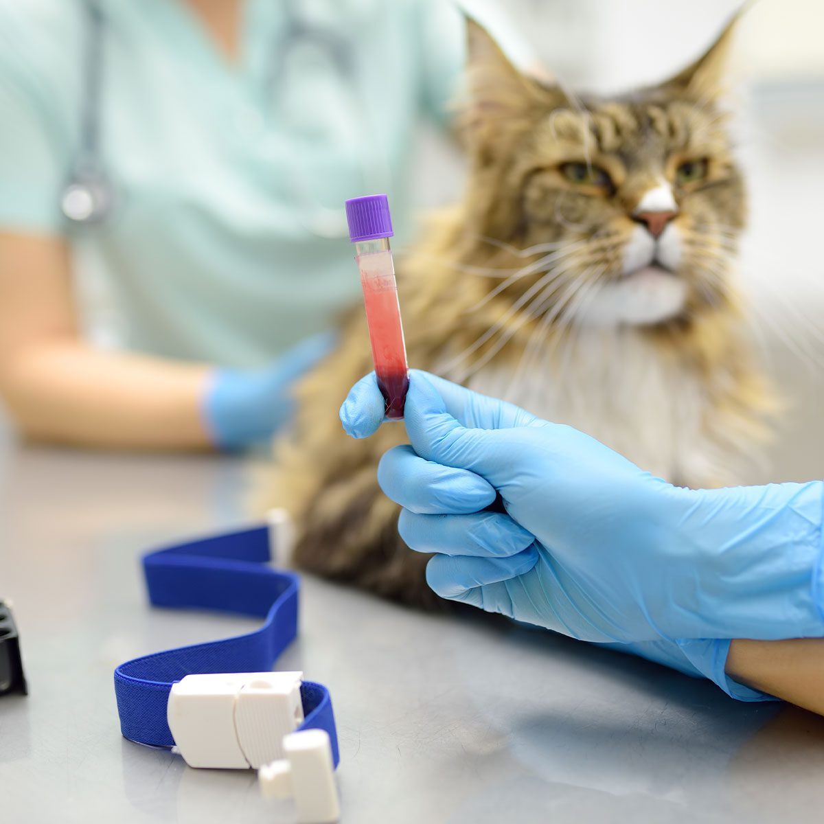 two veterinarians getting blood sample from maine coon cat