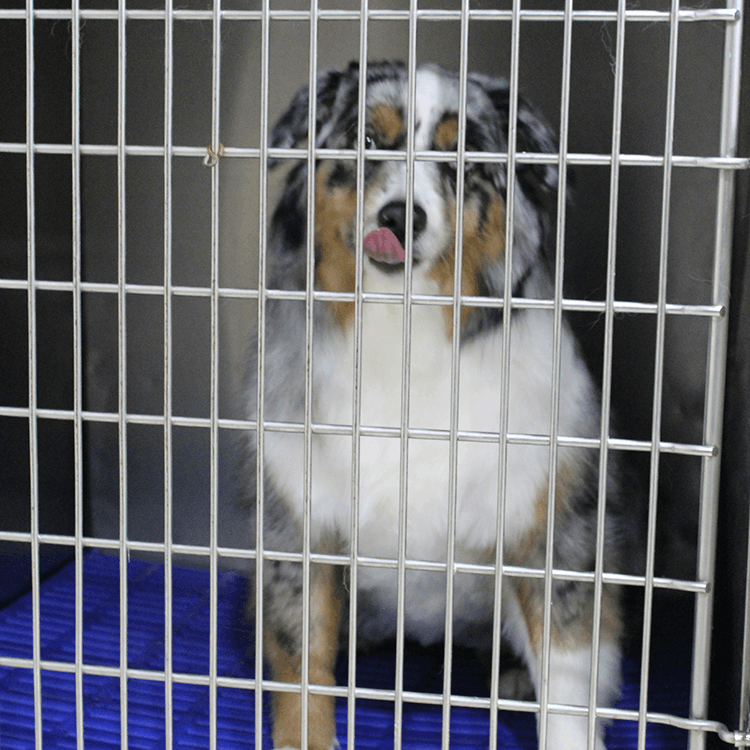 Dog In Kennel