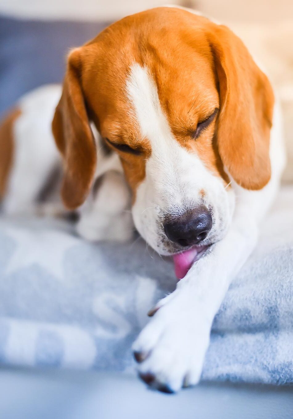 beagle licking front paw that's itchy while lying on couch indoors