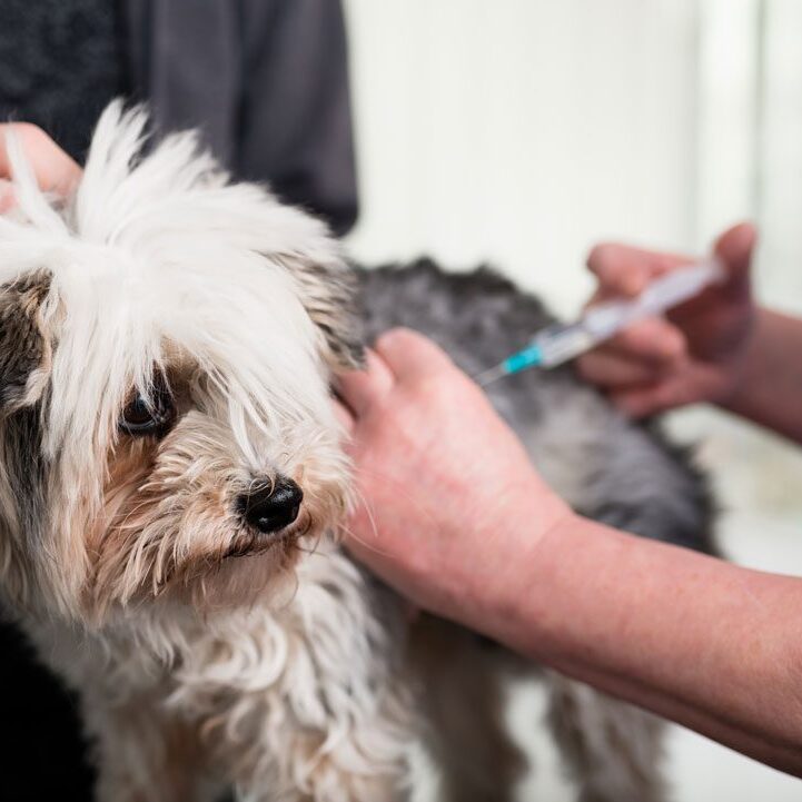 veterinarian giving dog vaccine shot