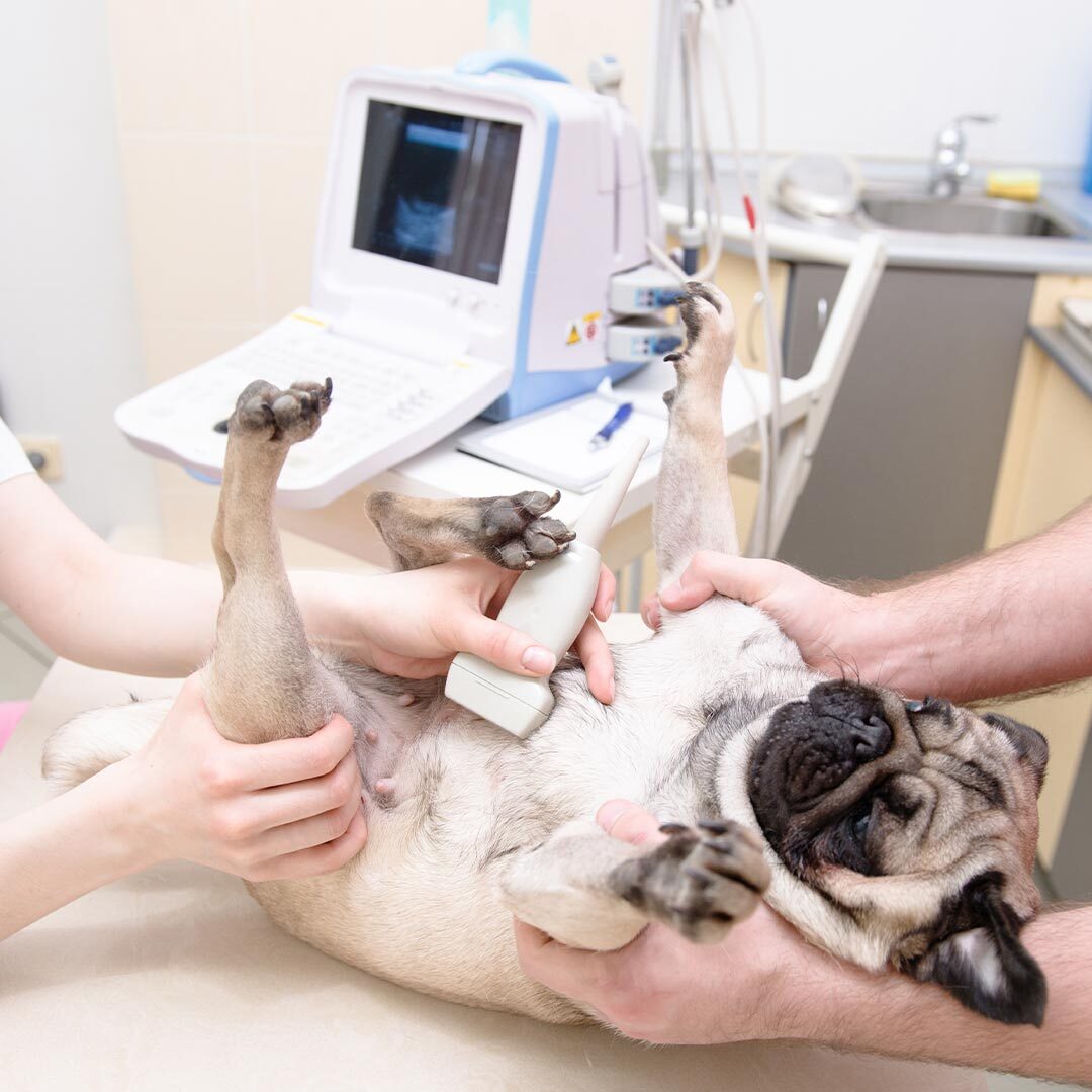 veterinarian performs abdominal ultrasound on pug lying on back
