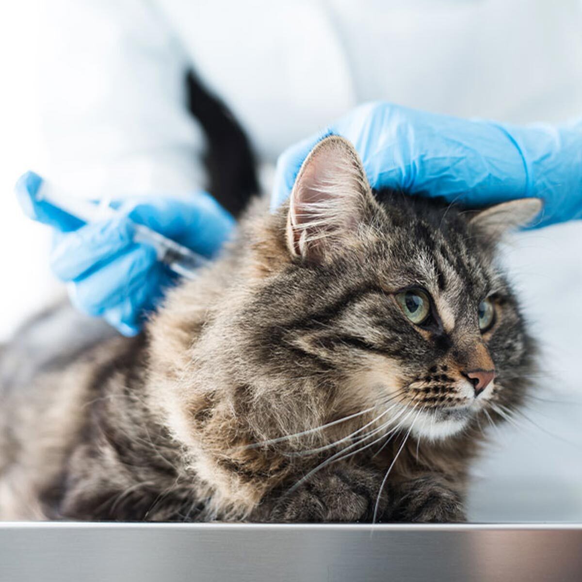 Fluffy Cat Receiving Vaccination