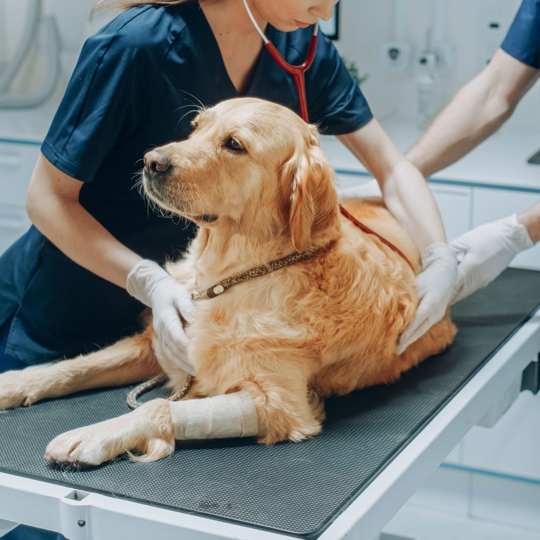 golden retriever with bandage on leg at veterinary exam