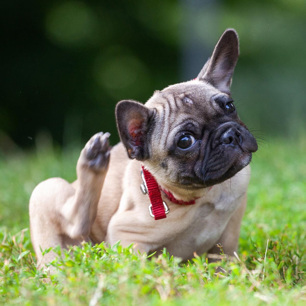 pug using hind leg to scratch back of ears outdoors