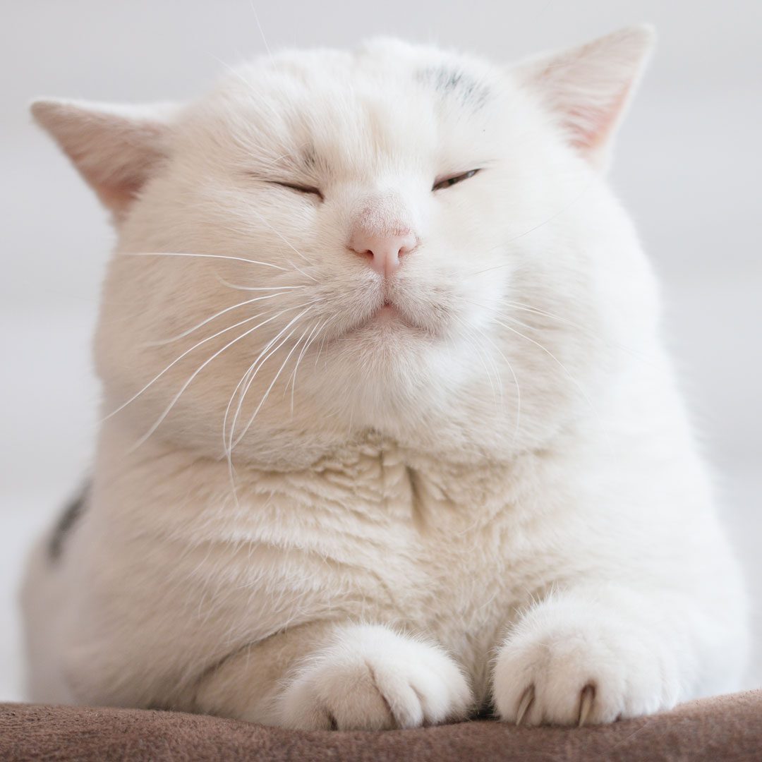 big white cat resting its eyes