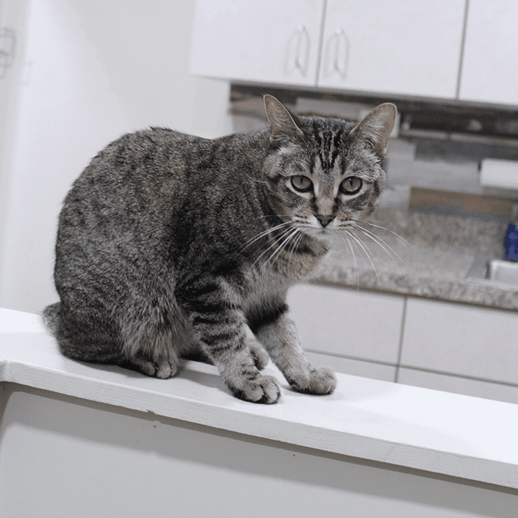 Tabby Cat