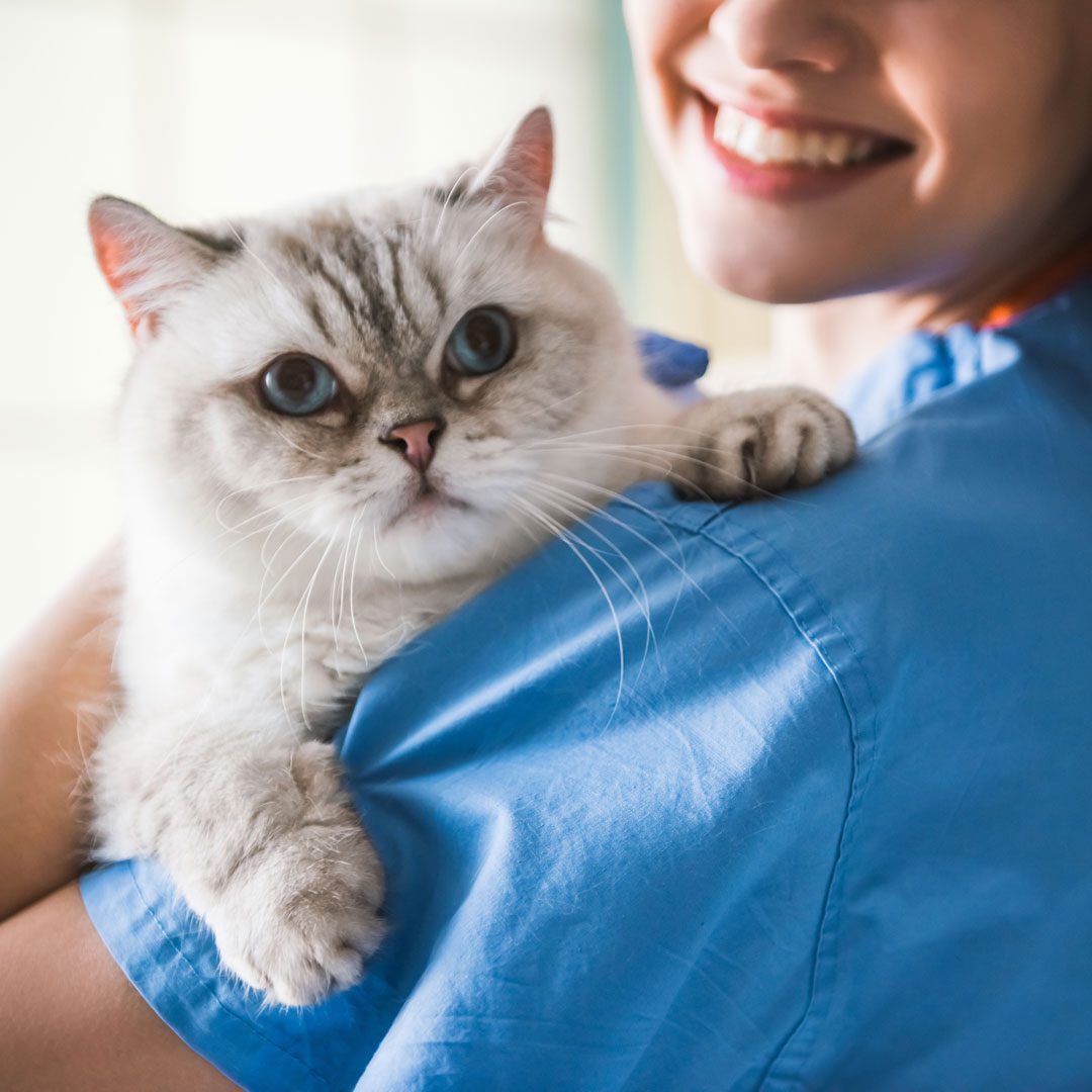 smiling female veterinarian holding a fluffy white cat