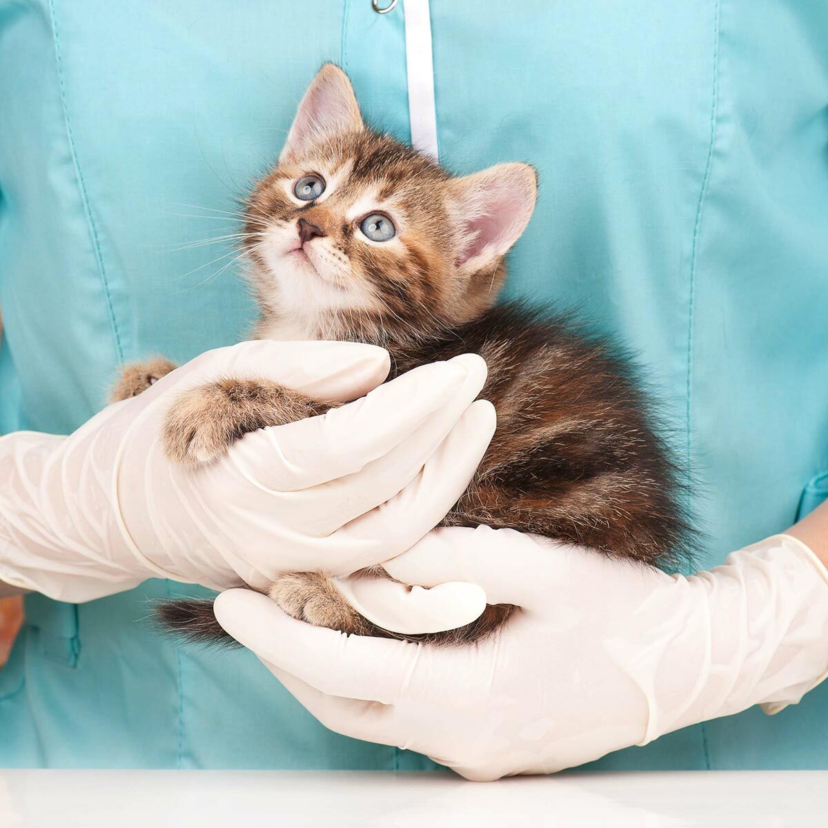 veterinarian wearing gloves and holding small striped kitten