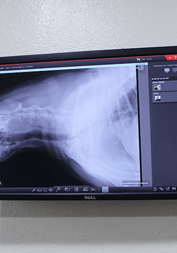 Xray